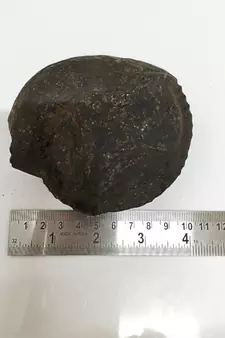 Original Gandaki River Surya Murti Shaligram Shila Stone For Puja In Large Size (Max: 10 CM)
