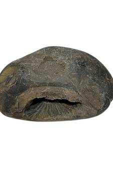 Nepal Gandaki River Aditya Shaligram Bhagwan Shila For Tulsi PujaStone In Large Size (Max: 10 CM)