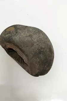 Nepal Gandaki River Aditya Shaligram Bhagwan Shila For Tulsi PujaStone In Large Size (Max: 10 CM)