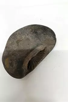 Nepal Gandaki River Aditya Shaligram Bhagwan Shila For Tulsi PujaStone In Large Size (Max: 10 CM)