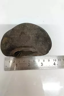 Nepal Gandaki River Aditya Shaligram Bhagwan Shila For Tulsi PujaStone In Large Size (Max: 10 CM)