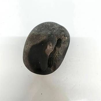 Original Nepal Gandaki River Lord Shri Vishnu Shaligram Idol For Tulsi Puja in Large Size (Max: 10 CM) 3