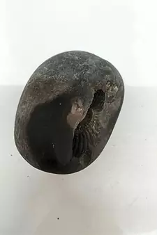 Original Nepal Gandaki River Lord Shri Vishnu Shaligram Idol For Tulsi Puja in Large Size (Max: 10 CM)