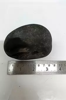 Original Nepal Gandaki River Lord Shri Vishnu Shaligram Idol For Tulsi Puja in Large Size (Max: 10 CM)