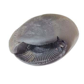 Nepal Gandaki River Laxmi Narayana Shaligram Fossil Stone For Puja In Large Size (Max: 10 CM) 1