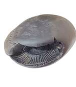 Nepal Gandaki River Laxmi Narayana Shaligram Fossil Stone For Puja In Large Size (Max: 10 CM)