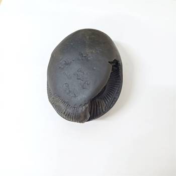 Nepal Gandaki River Laxmi Narayana Shaligram Fossil Stone For Puja In Large Size (Max: 10 CM) 2