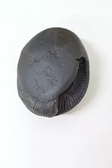Nepal Gandaki River Laxmi Narayana Shaligram Fossil Stone For Puja In Large Size (Max: 10 CM)
