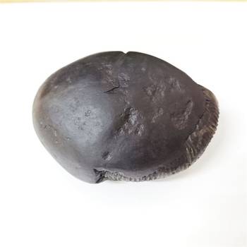 Nepal Gandaki River Laxmi Narayana Shaligram Fossil Stone For Puja In Large Size (Max: 10 CM) 3