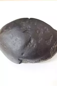 Nepal Gandaki River Laxmi Narayana Shaligram Fossil Stone For Puja In Large Size (Max: 10 CM)