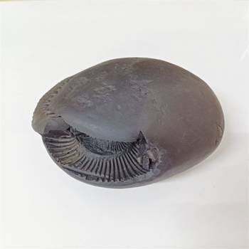 Nepal Gandaki River Laxmi Narayana Shaligram Fossil Stone For Puja In Large Size (Max: 10 CM) 4