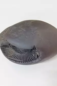 Nepal Gandaki River Laxmi Narayana Shaligram Fossil Stone For Puja In Large Size (Max: 10 CM)