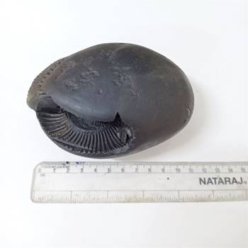 Nepal Gandaki River Laxmi Narayana Shaligram Fossil Stone For Puja In Large Size (Max: 10 CM) 5