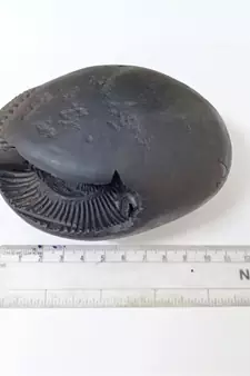 Nepal Gandaki River Laxmi Narayana Shaligram Fossil Stone For Puja In Large Size (Max: 10 CM)