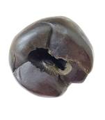 Nepal Gandaki River Govinda Shaligram Idol Lord Shri Vishnu Shila For Tulsi Puja In Large Size (Max: 10 CM)