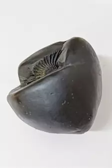 Nepal Gandaki River Govinda Shaligram Idol Lord Shri Vishnu Shila For Tulsi Puja In Large Size (Max: 10 CM)