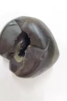 Nepal Gandaki River Govinda Shaligram Idol Lord Shri Vishnu Shila For Tulsi Puja In Large Size (Max: 10 CM)