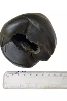 Nepal Gandaki River Govinda Shaligram Idol Lord Shri Vishnu Shila For Tulsi Puja In Large Size (Max: 10 CM)