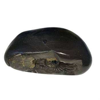 Natural Gandaki River Vasudev Shaligram Lord Shri Vishnu Idol For Tulsi Puja Stone In Large Size (Max: 10 CM) 1