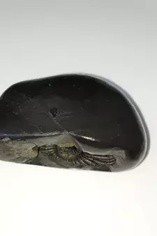 Natural Gandaki River Vasudev Shaligram Lord Shri Vishnu Idol For Tulsi Puja Stone In Large Size (Max: 10 CM)