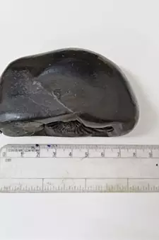 Natural Gandaki River Vasudev Shaligram Lord Shri Vishnu Idol For Tulsi Puja Stone In Large Size (Max: 10 CM)