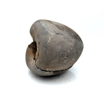 Nepal Gandaki River Original Shaligram Shila Idol Shri Vishnu For Tulsi Puja Stone Fossil In Size (Max: 5 CM) ID-101 2