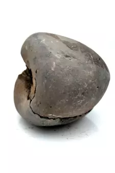 Nepal Gandaki River Original Shaligram Shila Idol Shri Vishnu For Tulsi Puja Stone Fossil In Size (Max: 5 CM) ID-101