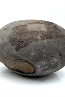 Nepal Gandaki River Original Shaligram Shila Idol Shri Vishnu For Tulsi Puja Stone Fossil In Size (Max: 5 CM) ID-101
