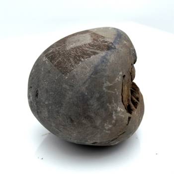 Nepal Gandaki River Original Shaligram Shila Idol Shri Vishnu For Tulsi Puja Stone Fossil In Size (Max: 5 CM) ID-101 4