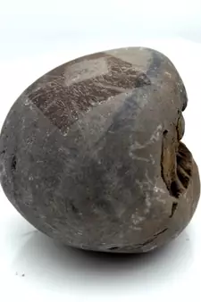 Nepal Gandaki River Original Shaligram Shila Idol Shri Vishnu For Tulsi Puja Stone Fossil In Size (Max: 5 CM) ID-101