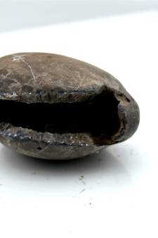 Nepal Gandaki River Original Shaligram Shila Idol Shri Vishnu For Tulsi Puja Stone Fossil In Size (Max: 5 CM) ID-103