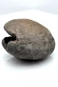 Nepal Gandaki River Original Shaligram Shila Idol Shri Vishnu For Tulsi Puja Stone Fossil In Size (Max: 5 CM) ID-103