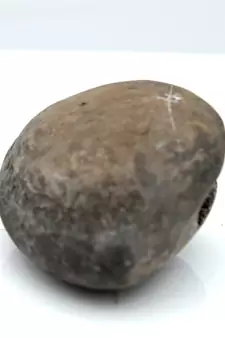 Nepal Gandaki River Original Shaligram Shila Idol Shri Vishnu For Tulsi Puja Stone Fossil In Size (Max: 5 CM) ID-103