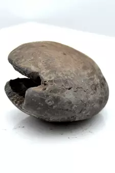 Nepal Gandaki River Original Shaligram Shila Idol Shri Vishnu For Tulsi Puja Stone Fossil In Size (Max: 5 CM) ID-103