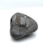 Nepal Gandaki River Original Shaligram Shila Idol Shri Vishnu For Tulsi Puja Stone Fossil In Size (Max: 5 CM) ID-104