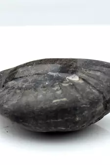 Nepal Gandaki River Original Shaligram Shila Idol Shri Vishnu For Tulsi Puja Stone Fossil In Size (Max: 5 CM) ID-104