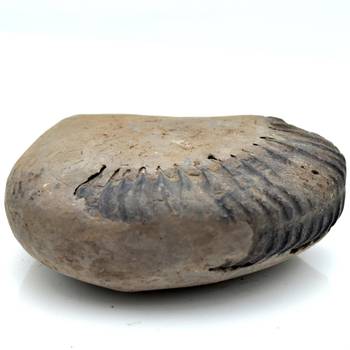 Nepal Gandaki River Original Shaligram Shila Idol Shri Vishnu For Tulsi Puja Stone Fossil In Size (Max: 5 CM) ID-105 1