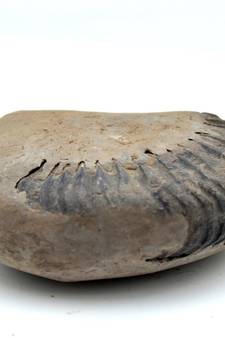 Nepal Gandaki River Original Shaligram Shila Idol Shri Vishnu For Tulsi Puja Stone Fossil In Size (Max: 5 CM) ID-105