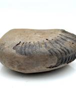 Nepal Gandaki River Original Shaligram Shila Idol Shri Vishnu For Tulsi Puja Stone Fossil In Size (Max: 5 CM) ID-105