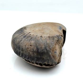 Nepal Gandaki River Original Shaligram Shila Idol Shri Vishnu For Tulsi Puja Stone Fossil In Size (Max: 5 CM) ID-105 2
