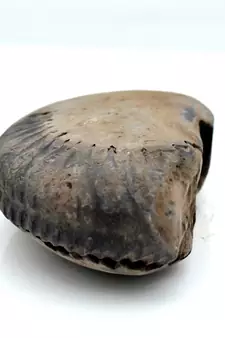 Nepal Gandaki River Original Shaligram Shila Idol Shri Vishnu For Tulsi Puja Stone Fossil In Size (Max: 5 CM) ID-105