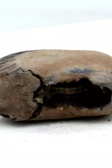Nepal Gandaki River Original Shaligram Shila Idol Shri Vishnu For Tulsi Puja Stone Fossil In Size (Max: 5 CM) ID-105