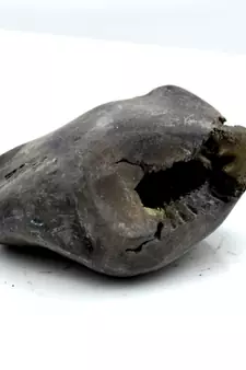 Nepal Gandaki River Original Shaligram Shila Idol Shri Vishnu For Tulsi Puja Stone Fossil In Size (Max: 5 CM) ID-106