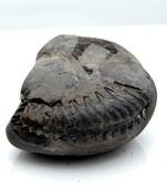 Nepal Gandaki River Original Shaligram Shila Idol Shri Vishnu For Tulsi Puja Stone Fossil In Size (Max: 5 CM) ID-107