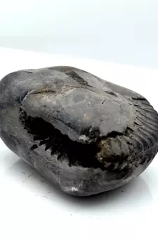 Nepal Gandaki River Original Shaligram Shila Idol Shri Vishnu For Tulsi Puja Stone Fossil In Size (Max: 5 CM) ID-107