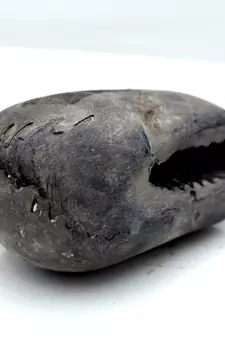 Nepal Gandaki River Original Shaligram Shila Idol Shri Vishnu For Tulsi Puja Stone Fossil In Size (Max: 5 CM) ID-107