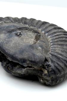 Nepal Gandaki River Original Shaligram Shila Idol Shri Vishnu For Tulsi Puja Stone Fossil In Size (Max: 5 CM) ID-108