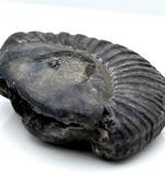 Nepal Gandaki River Original Shaligram Shila Idol Shri Vishnu For Tulsi Puja Stone Fossil In Size (Max: 5 CM) ID-108