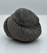 Nepal Gandaki River Original Shaligram Shila Idol Shri Vishnu For Tulsi Puja Stone Fossil In Size (Max: 5 CM) ID-110