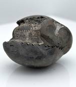 Nepal Gandaki River Original Shaligram Shila Idol Shri Vishnu For Tulsi Puja Stone Fossil In Size (Max: 5 CM) ID-111